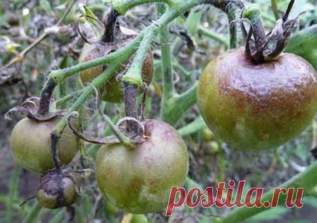 Как бороться с фитофторой.

Фитофтора томатов относится к грибковым заболеваниям и проявляется в виде пятен неправильной формы с бледно-зелеными краями и белым плеснеподобным налетом с обратной стороны листа, который возникает в дождливую погоду. Также признаками фитофторы можно считать наличие нечастых или сплошных полосок темно-коричневого окраса на стеблях и листовых черешках, при этом в сухой период эти места подсыхают, в при высокой влажности — гниют.

При неблагоприя...