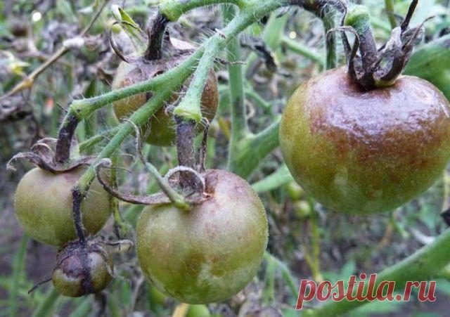 Как бороться с фитофторой.

Фитофтора томатов относится к грибковым заболеваниям и проявляется в виде пятен неправильной формы с бледно-зелеными краями и белым плеснеподобным налетом с обратной стороны листа, который возникает в дождливую погоду. Также признаками фитофторы можно считать наличие нечастых или сплошных полосок темно-коричневого окраса на стеблях и листовых черешках, при этом в сухой период эти места подсыхают, в при высокой влажности — гниют.

При неблагоприя...