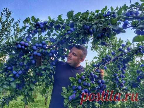 (55) Одноклассники
