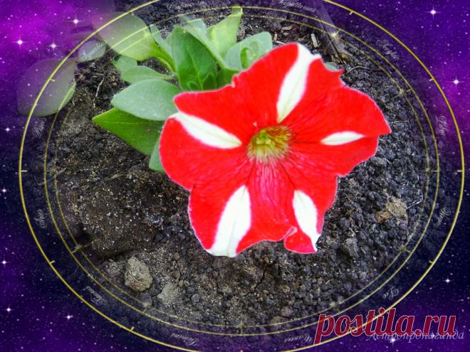 Гороскоп с 15 по 21 мая 2023: планеты склонны к переменам 
 Космограмма на середину недели (15 – 21.05.2023) 

✨ Автор: астролог Нина Стрелкова. 

✧ С 15 мая 2023 Меркурий, наконец, переходит с ретроградного движения на прямое, что позволяет более активно действовать во внешнем мире, придумывать, планировать и начинать что-то новое. Но этому способствует не только Меркурий. Другие планеты на этой неделе тоже склонны к переменам. Юпитер, Марс и Солнце по очереди переходят в другие знаки...