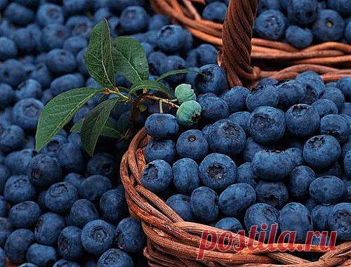 Садовая голубика. «Лекарство» от старости | Мой сад, огород. Копилка дачного опыта.
