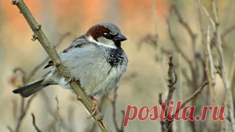 Интересные факты о тех, кто всегда рядом: о воробьях!