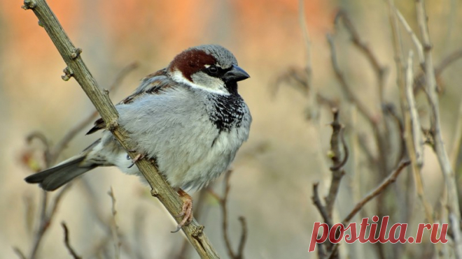 Интересные факты о тех, кто всегда рядом: о воробьях!