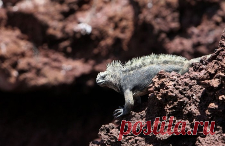 Галапагосы: уникальный уголок нетронутой природы на планете Земля