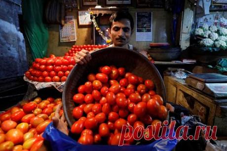 В резком подорожании томатов в Индии увидели угрозу протестов. Из-за проливных дождей и жаркой погоды помидоры в Индии подорожали на 445 процентов. Стоимость килограмма томатов выросла до 120 рупий (1,45 доллара) по сравнению с 22 рупиями в начале года. Рост цен на один из основных ингредиентов для блюд национальной кухни угрожает всплеском преступности и возможными протестами.