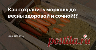 Как сохранить морковь до весны здоровой и сочной!? Одним не менее значимым этапом в жизни моркови — это ее хранение, на длительный срок. «Золотое правило» сохранности плода – своевременная и правильная уборка. Необходимо тщательно просмотреть все плоды, удалив гнилые или пораженные чем - либо еще, поскольку все может быстро распространится на остальные овощи. Напомню, урожай необходимо собирать в сухой день.
Хранение моркови в песке
Очень популярн