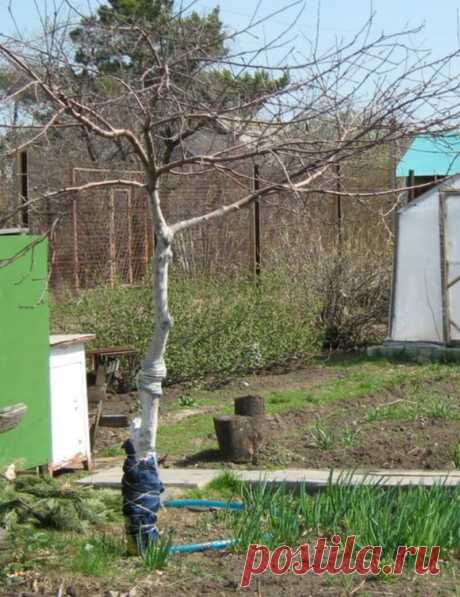 Какие овощи выращивать под яблоней