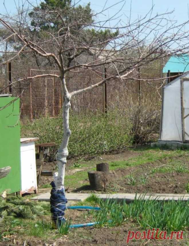 Какие овощи выращивать под яблоней