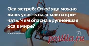 Оса-ястреб: От её яда можно лишь упасть на землю и кричать. Чем опасна крупнейшая оса в мире? Статья автора «Книга животных» в Дзене ✍: Где-то в раскалённой пустыне, под солнцем, от которого трескается земля, гигантский тарантул размером с ладонь медленно выползает из своей норы.
