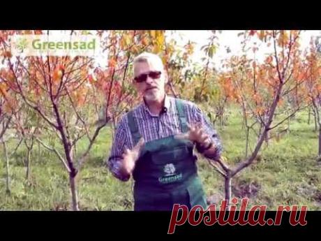 ▶ Какие препараты необходимы весной для защиты растений - YouTube