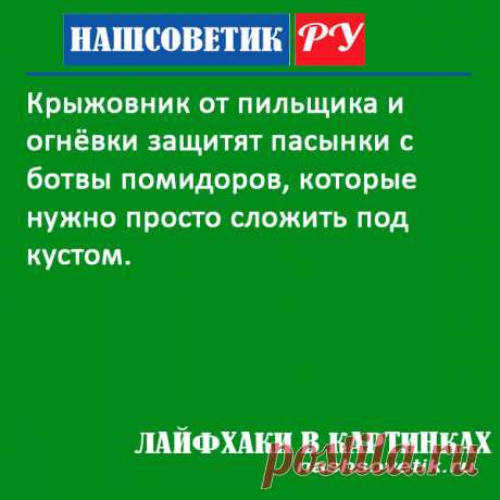 Пильщик на крыжовнике: как эффективно бороться без химии? Способ предельно простой и доступный для каждого дачника.