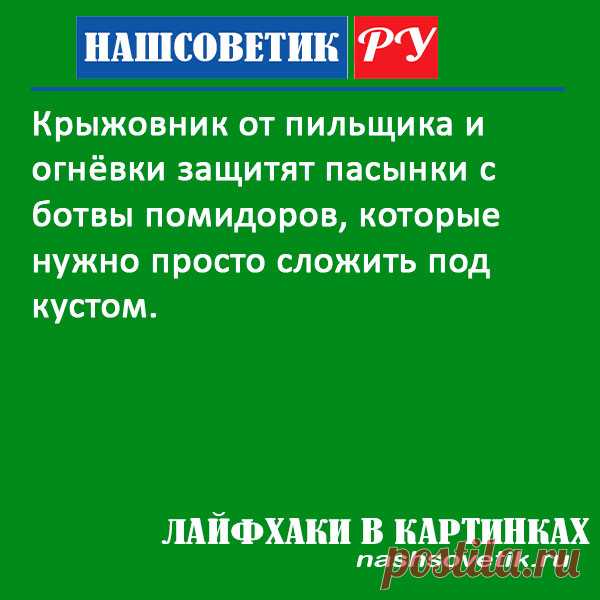 Пильщик на крыжовнике: как эффективно бороться без химии? Способ предельно простой и доступный для каждого дачника.