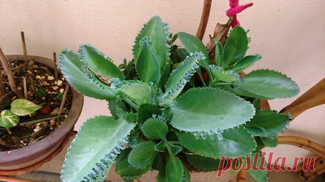 Чем полезен каланхоэ | Делимся советами