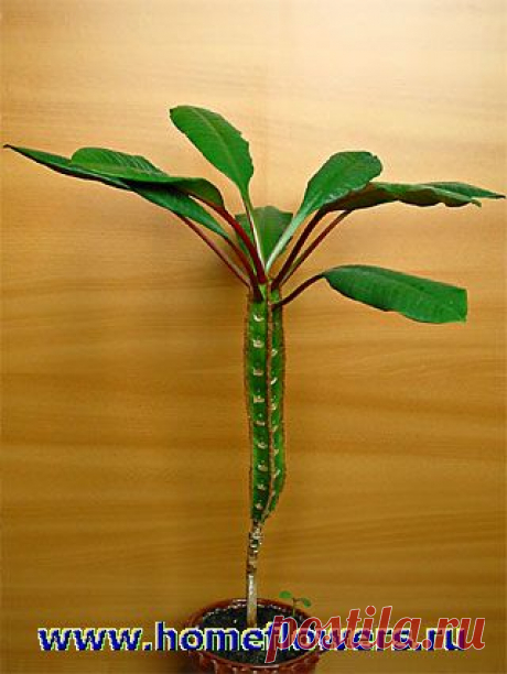 Молочай беложилковый - Комнатные цветы и растения на HomeFlowers.ru
