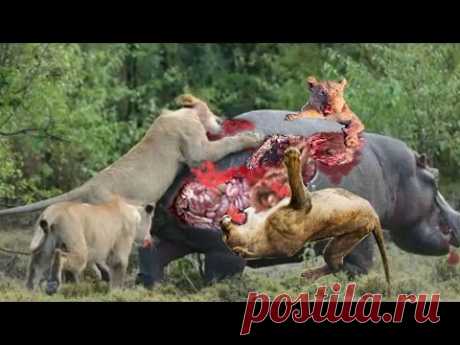 Ах Эта Дикая Природа! В Кругу Друзей — социальная сеть
