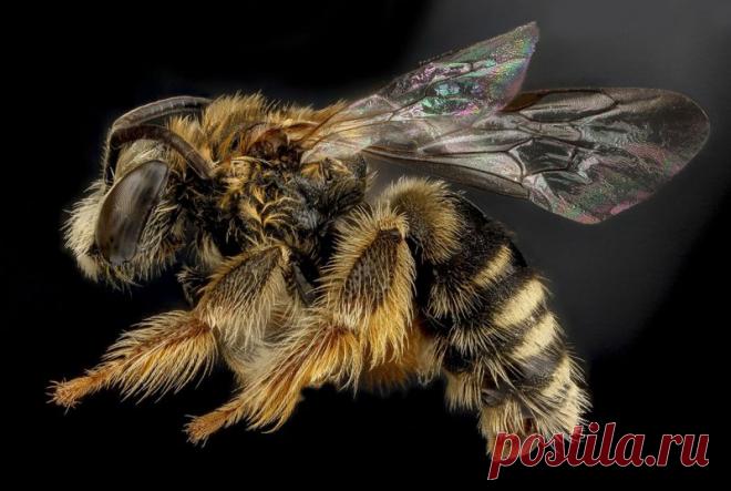 Легендарный крем Вертебронол - официальный сайт - Украина , Львовская обл. , Жолкиев