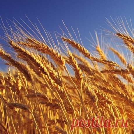 Доходы России от экспорта продовольствия превысили выручку от экспорта оружия