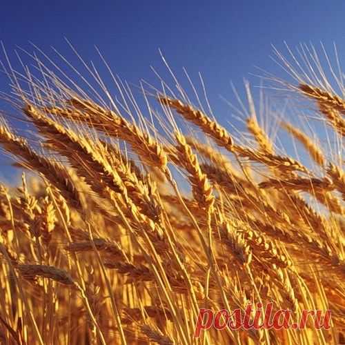 Доходы России от экспорта продовольствия превысили выручку от экспорта оружия