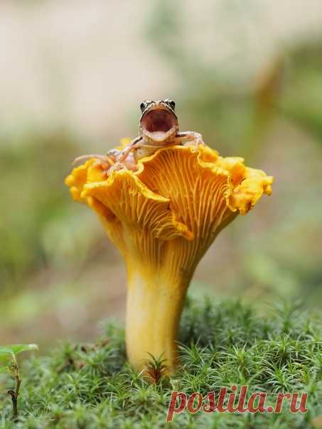 20 марта – дата, богатая на странные праздники. Тут вам и День счастья, и День воробья, и даже День полости рта! А ещё – День лягушки, которому и посвящаем подборку наших материалов об амфибиях. Ква! 🐸 1) Ромео и Джульетта: одинокому самцу лягушки нашли пару спустя 10 лет. bit.ly/fromeo 2) Считавшаяся вымершей рогатая сумчатая квакша снова обнаружена в лесах Эквадора: bit.ly/hornedfrog 3) Все дело в пене: любовь и страсть в мире лягушек. bit.ly/frogsinlove 4) Почему лягушка светится?…