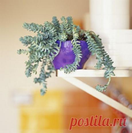 Очиток Моргана (Sedum morganianum)
Напоминают ли тебе эти странные листья ослиный хвост? Именно так иногда называют это растение в быту. Очиток достаточно требователен и любит много солнечного света! Зато отблагодарит хозяина цветами непередаваемой красоты.