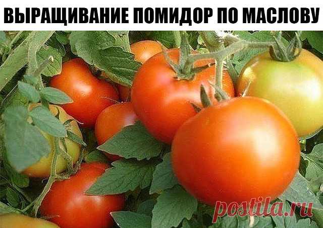 ВЫРАЩИВАНИЕ ПОМИДОР ПО МАСЛОВУ. 
УВЕЛИЧЕНИЕ УРОЖАЯ В 8 РАЗ!

Наблюдая в течение многих лет за развитием томатных растений, я пришел к выводу, что для того, чтобы обеспечить налив большого количества плодов, нужна мощная корневая система.

Увеличить ее я пробовал двумя способами. 
Первый — посадка рассады не вертикально, как это обычно принято, а лежа. В заранее подготовленную борозду укладываю не только корень, но 2/3 стебля, предварительно удалив с этой части листья. Засы...