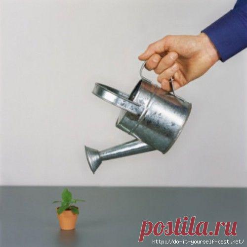 Комнатные растения нужно подкармливать. Советы.