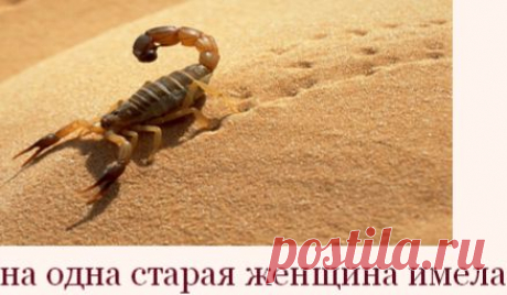 ПРИТЧА НЕДЕЛИ. Старуха и скорпион | Хвастунишка