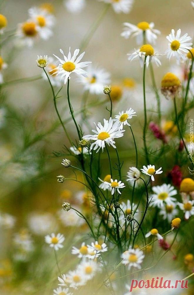 Пин на доске яРОМАШЕЧКИ