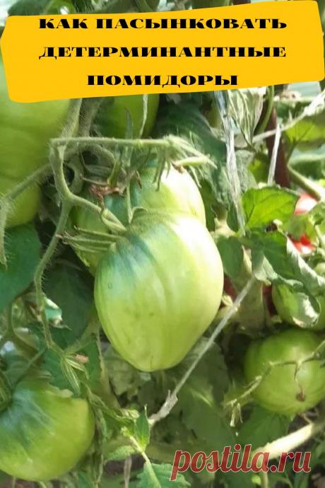 как пасынковать детерминантные помидоры