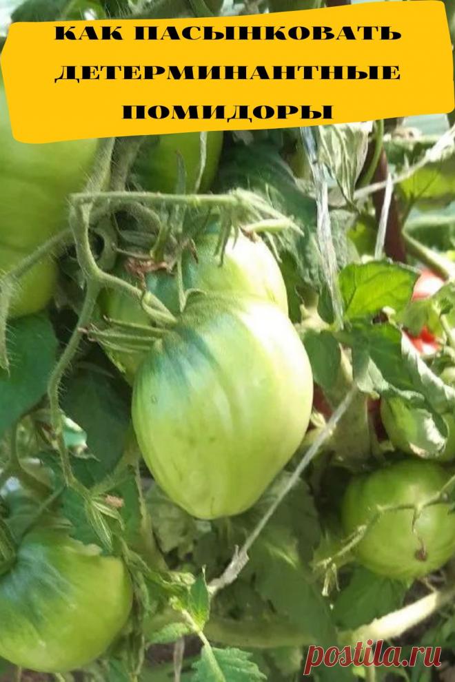 как пасынковать детерминантные помидоры