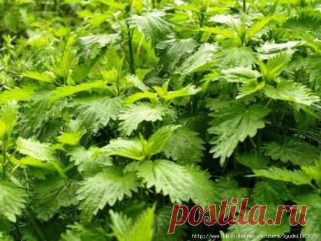 (+1) тема - Полезный сорняк крапива | ОГОРОД БЕЗ ХЛОПОТ