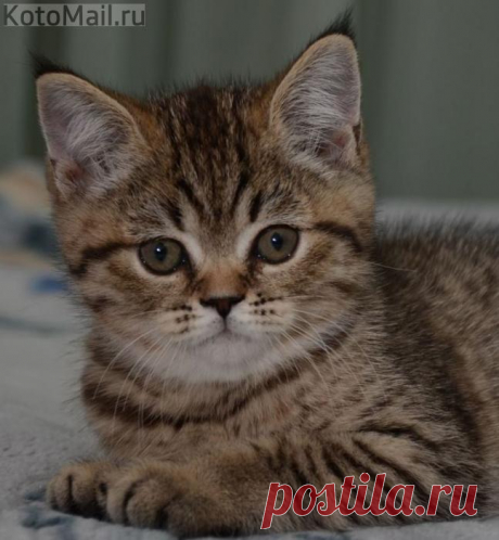 На выдумки богат