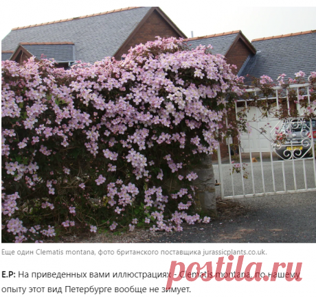 Чаще всего обильное сплошное цветение - это сочетание нескольких факторов:
🌿 правильный выбор сорта;
🌿 удачный сезон для данного сорта;
🌿 суперуход (особенно для 2 группы обрезки);
🌿 грамотное распределение побегов на арке, потому как обычно крупноцветковые и высокие клематисы цветут в верхней части побегов и для получения равномерного цветения приходится постоянно корректировать их ход.

Ну и про фотошоп не стоит забывать...