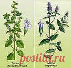 Всегда свежа и хороша | Друг пенсионера
Могу подсказать всем женщинам, как быстро привести свое лицо в порядок и поразить всех друзей своей моло­достью и красотой. Я люблю прини­мать гостей, всегда с нетерпением их жду.