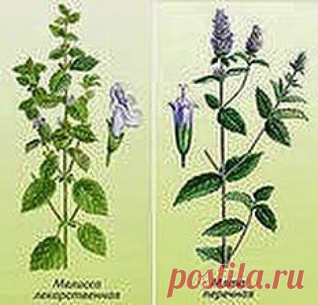 Всегда свежа и хороша | Друг пенсионера
Могу подсказать всем женщинам, как быстро привести свое лицо в порядок и поразить всех друзей своей моло­достью и красотой. Я люблю прини­мать гостей, всегда с нетерпением их жду.