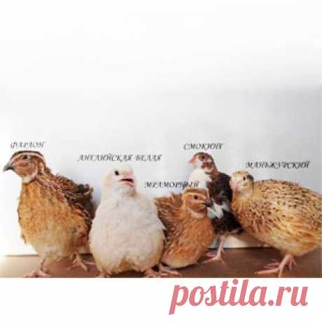 Породы перепелов фото, описание, вес, яйценоскость