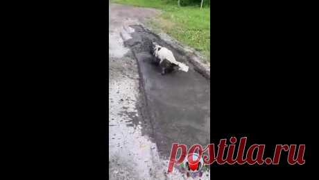 А нечистым трубочистам стыд и срам