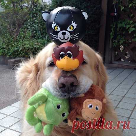 Angry Dog
