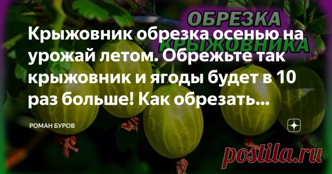 Крыжовник обрезка осенью на урожай летом. Обрежьте так крыжовник и ягоды будет в 10 раз больше! Как обрезать крыжовник.