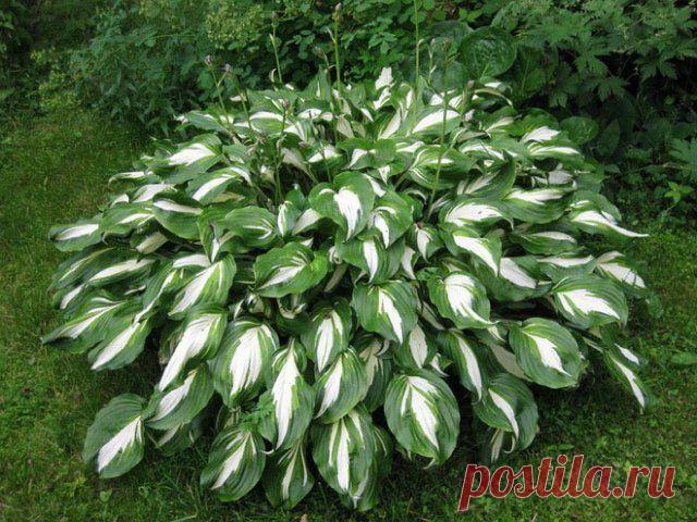 Как красиво разместить хосты на участке