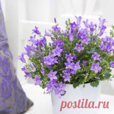 Прекрасная Кампанула! Уход за растением в домашних условиях - МирТесен