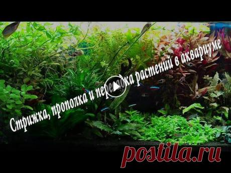 Стрижка, прополка и пересадка растений в аквариуме В видео рассказано об обслуживании аквариума. Стрижке, прополке и пересадке растений....