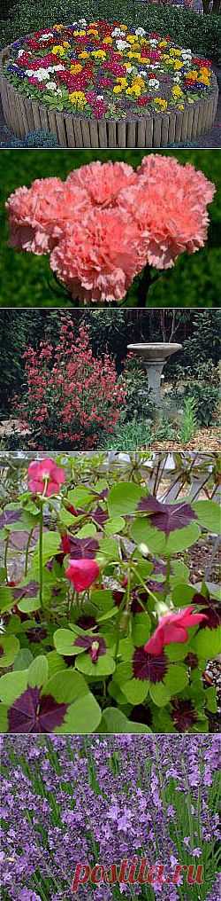 Каталог садовых цветов: все о выращивании, посадке и уходе