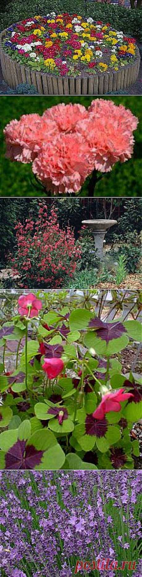 Каталог садовых цветов: все о выращивании, посадке и уходе