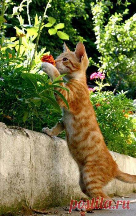 Цветы цветут повсюду для тех, кто только хочет их видеть | KotoMail.ru