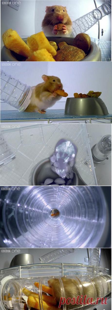Сколько еды умещается за щеками хомяка? (видео с рентген-камеры) — Воротила