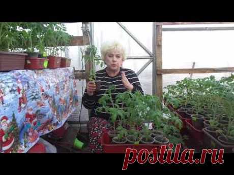 КАКИЕ ПОДКОРМКИ ДАЮТ БЫСТРЫЙ ЭФФЕКТ И НУЖЕН ЛИ ОН? Ольга Чернова.