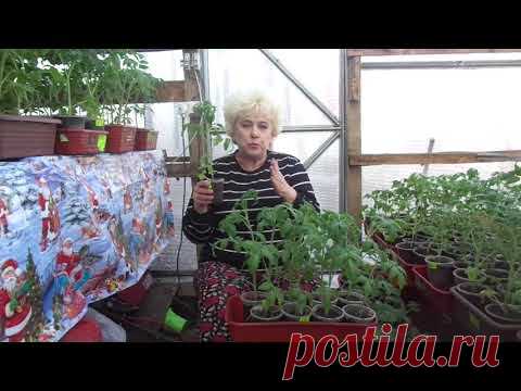 КАКИЕ ПОДКОРМКИ ДАЮТ БЫСТРЫЙ ЭФФЕКТ И НУЖЕН ЛИ ОН? Ольга Чернова.