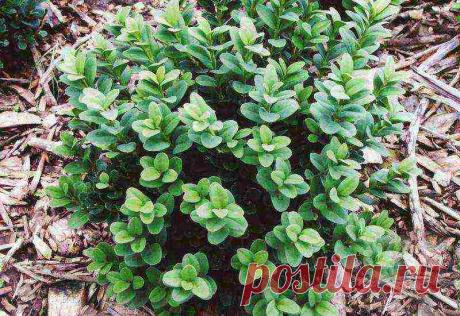 Самшит посадка и уход в открытом грунте в сибири