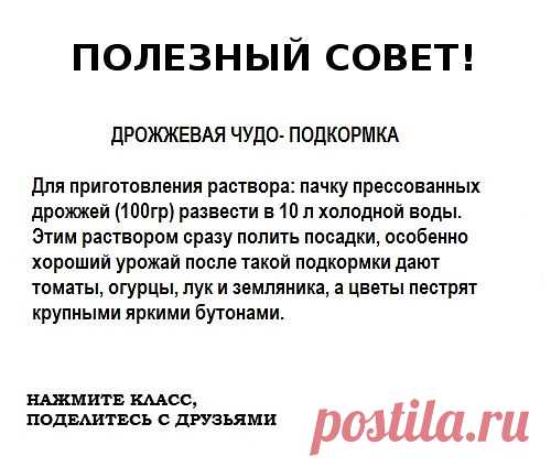 Дрожжевая чудо подкормка